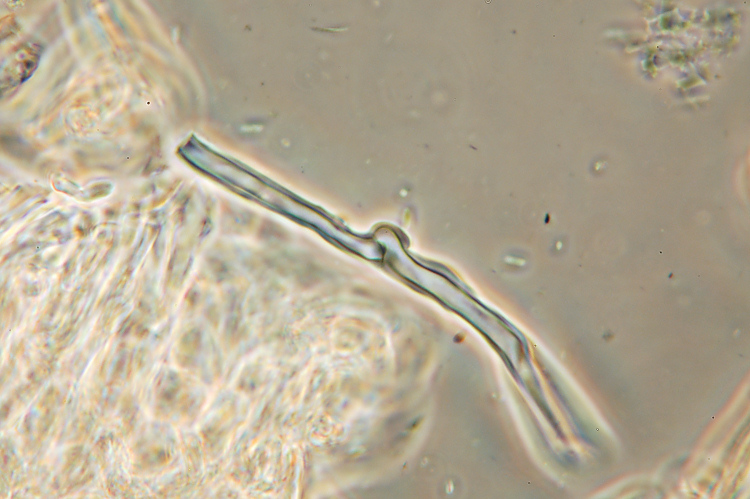 Aphyllophorales su...sabbia!! (Schizophyllum commune)